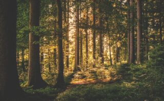 découvrez notre collection de broderies denses alliant finesse et créativité pour sublimer vos créations textiles avec des détails riches et élégants.