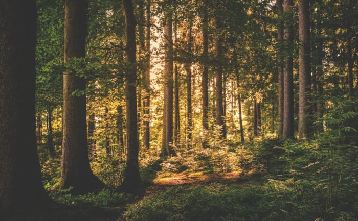 découvrez notre collection de broderies denses alliant finesse et créativité pour sublimer vos créations textiles avec des détails riches et élégants.