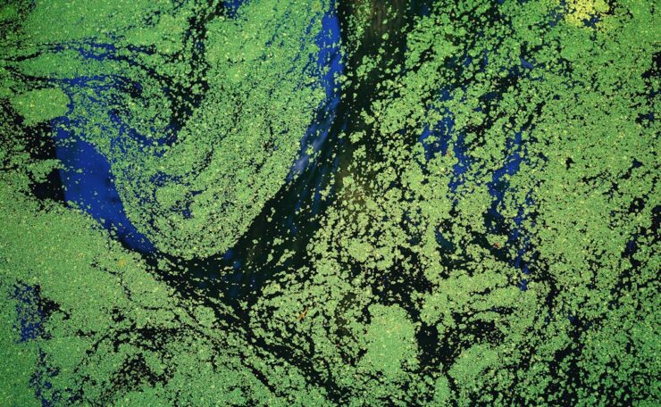 découvrez l'importance de la compatibilité écologique pour préserver notre environnement et promouvoir un développement durable harmonieux.