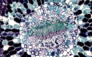 découvrez l'art délicat de la broderie : techniques traditionnelles, idées créatives et astuces pour sublimer vos vêtements et accessoires.