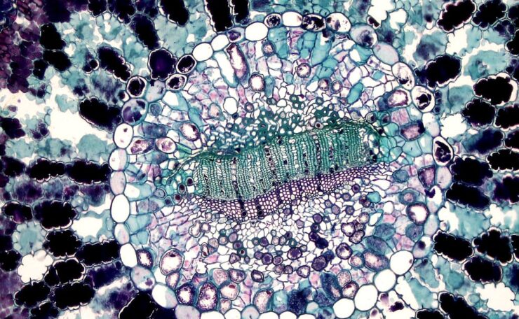 découvrez l'art délicat de la broderie : techniques traditionnelles, idées créatives et astuces pour sublimer vos vêtements et accessoires.