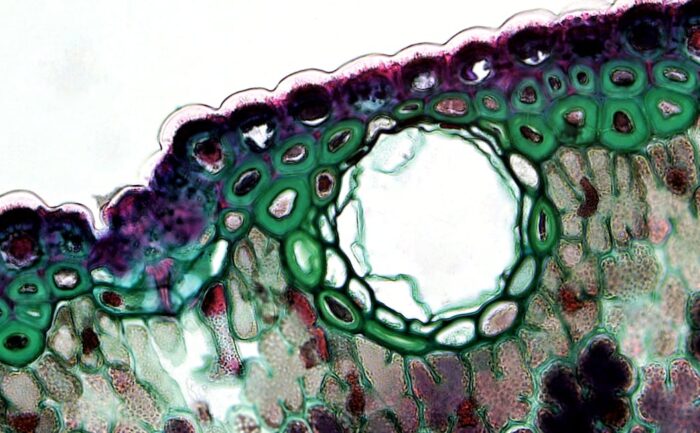 découvrez l'art délicat de la broderie, une technique traditionnelle pour embellir tissus et vêtements avec créativité et savoir-faire.