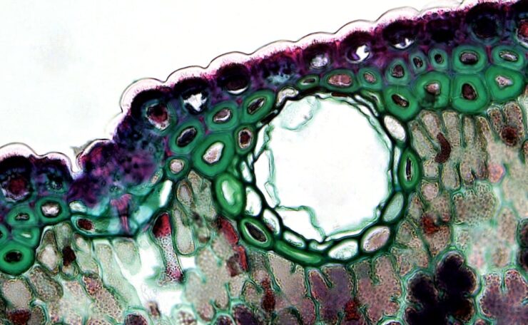 découvrez l'art délicat de la broderie, une technique traditionnelle pour embellir tissus et vêtements avec créativité et savoir-faire.