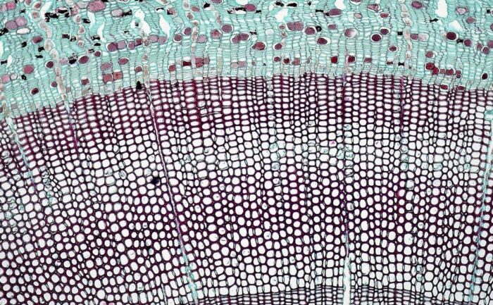 découvrez l'art de la broderie : techniques, inspirations et conseils pour créer de magnifiques motifs brodés à la main ou à la machine.